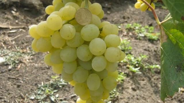 Виноград Ландыш  (Grapes Landysh)