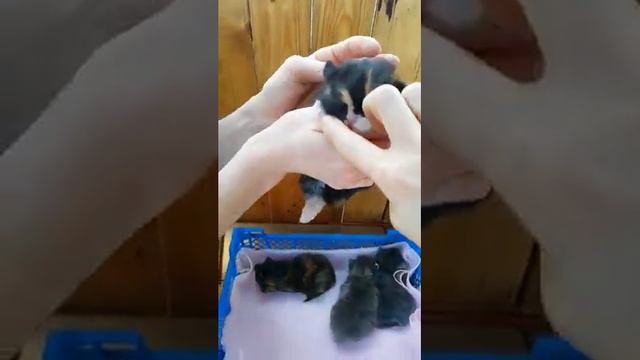 Котята смотреть онлайн