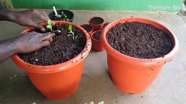 Petunia பூச்செடி விதைகளில் இருந்து வளர்த்து கொண்டு வருவது எப்படி? | How to grow Petunia from seed смотреть онлайн