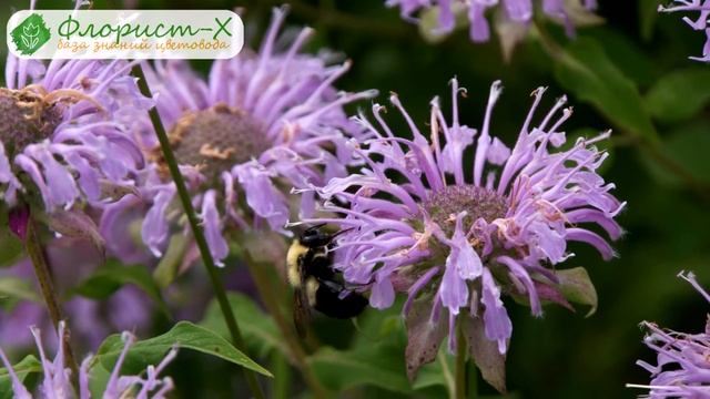 ? Лечебные свойства монарды и противопоказания