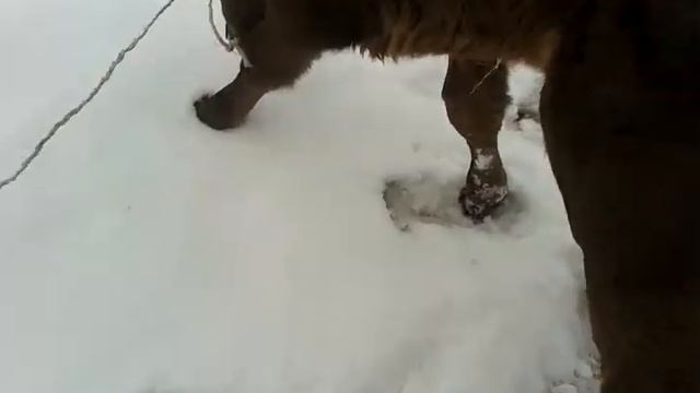 Бычок плрода бурый швиц смотреть онлайн