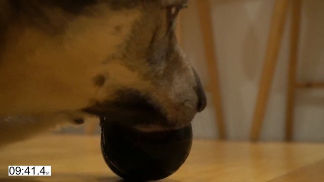Feeding Dogs - Kong WOBBLER vs Kong EXTREME смотреть онлайн