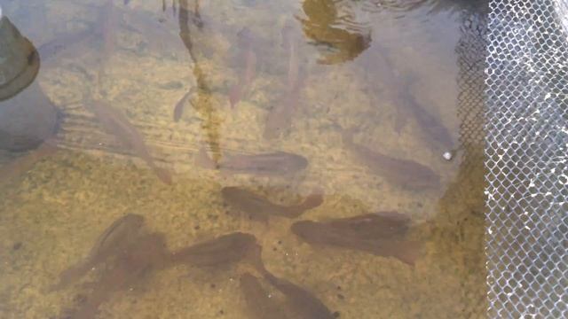 Кормление тиляпии смотреть онлайн