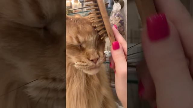 Почесушки смотреть онлайн