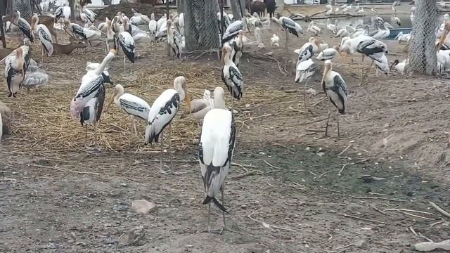 Watching open zoo in Bangkok Safari World смотреть онлайн