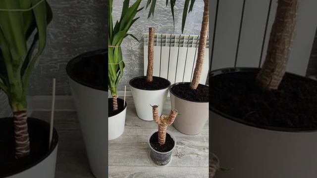Обрезка и укоренение юкки ( мой опыт ) смотреть онлайн
