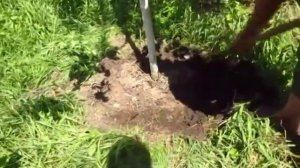 Как правильно обкапывать дерево весной и осенью