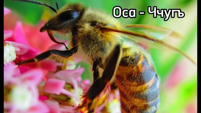 Мир диких животных на Лезгинском языке смотреть онлайн