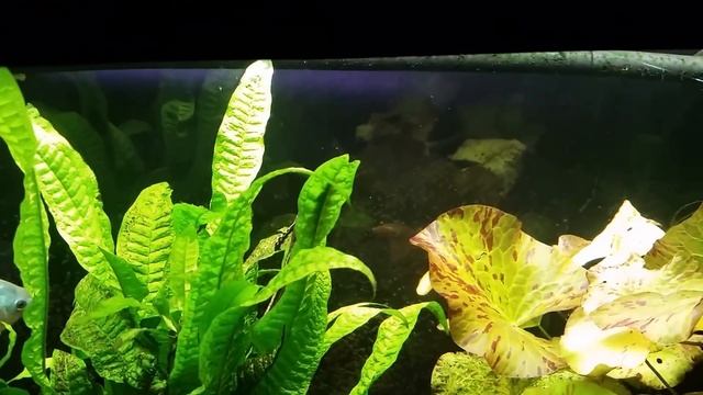 Royal Farlowella Catfish (Sturisoma panamense) смотреть онлайн