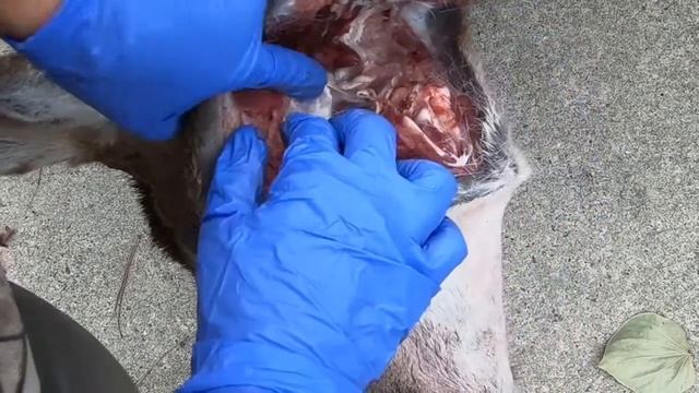 Collecting Lymph Nodes for Chronic Wasting Disease Testing смотреть онлайн