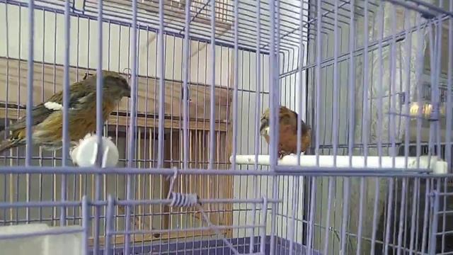 Клест белокрылый смотреть онлайн