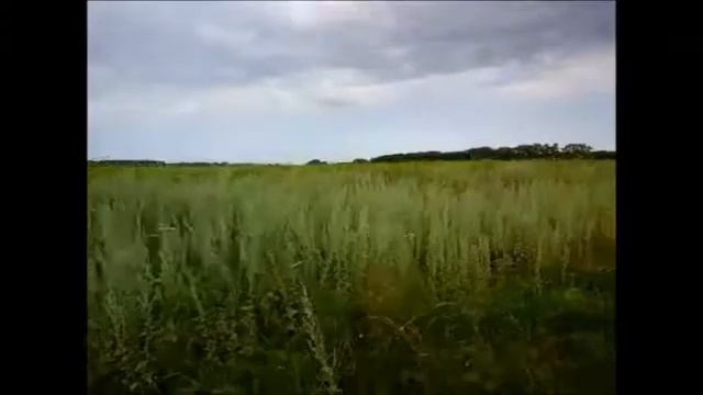 1 Петуховский район, #природа, лето, 2014 г смотреть онлайн