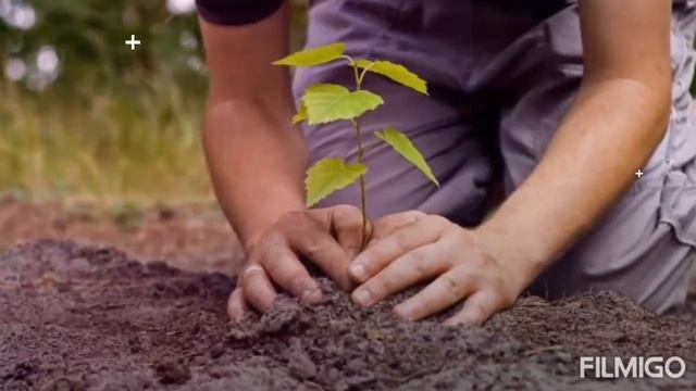 Lungs planet смотреть онлайн