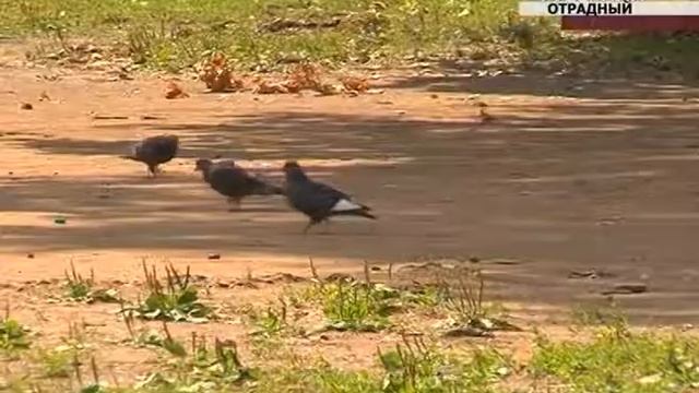 Жители Отрадного участвуют в проекте "Формирование комфортной городской среды" смотреть онлайн