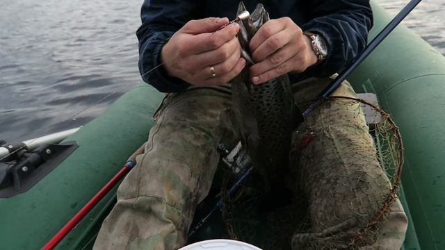 Кумжа. Рыбалка на Кольском. смотреть онлайн