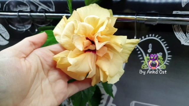 #Гибискус (#Hibiscus ) сливочного цвета ))) смотреть онлайн