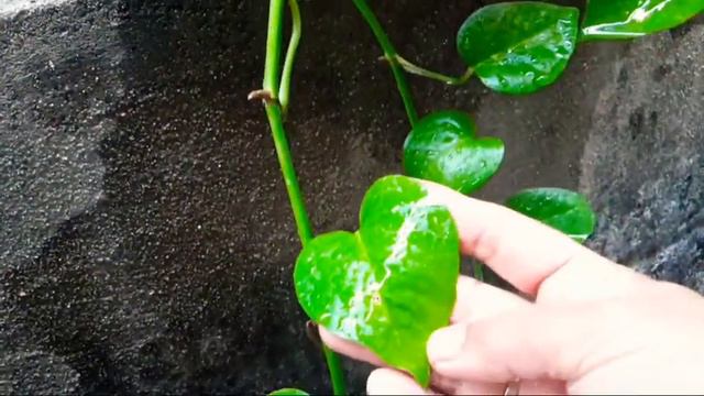 Black Money Plant смотреть онлайн