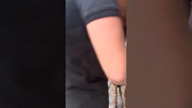 Арашан по кличке Мустанг, с хозяйства Рустама | 8 988 816-88-37 смотреть онлайн