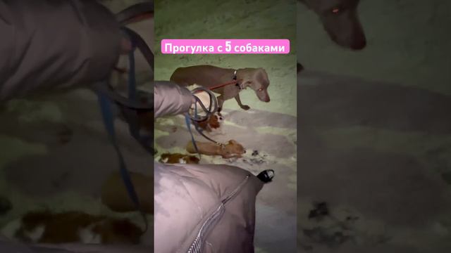 Гуляем с пятью собаками#кавалеркингчарльзспаниель #левретка#золотистыйретривер #веймаранер смотреть онлайн