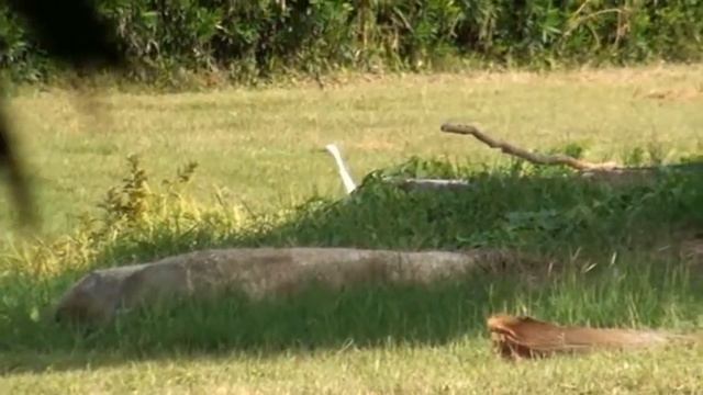 Цапля смотреть онлайн