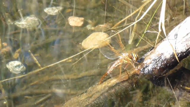 Коромысло большое (Aeshna grandis) Самка откладывает яйца смотреть онлайн
