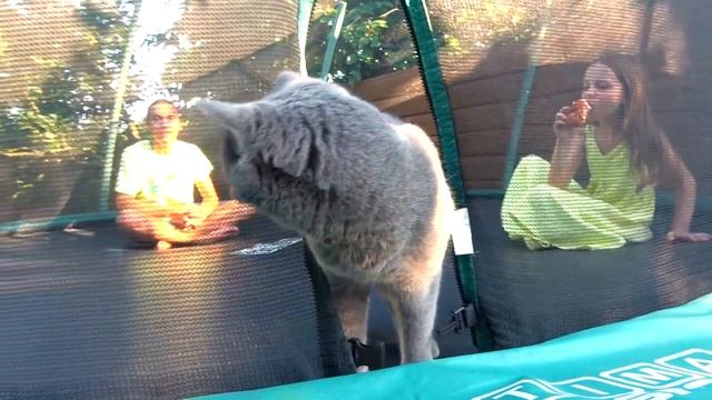 Собираем БАССЕЙН и БАТУТ на Даче ВЛОГ My family Life смотреть онлайн