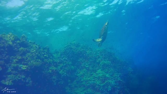 Beautiful Relaxing Music, Underwater Tropical fish, Coral reefs, Sea Turtles in 4k by Tim Janis смотреть онлайн