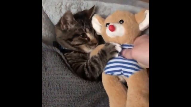 Котик, мягкая игрушка и хорошая музыка перед сном смотреть онлайн