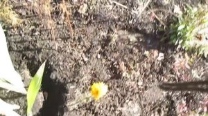 Гладиолусы. Посадка гладиолусов в контейнере