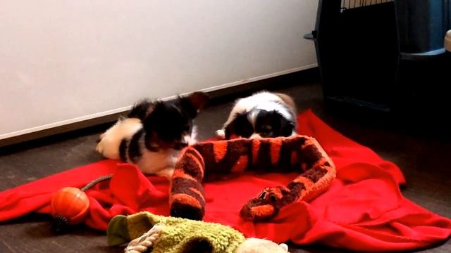 IMGвиолета, блюмарин 5221 3 смотреть онлайн