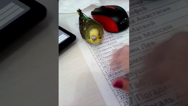 Попугайчик Пашка грызет ногти... 😊😂(читай описание) смотреть онлайн