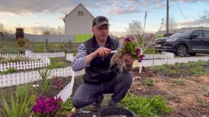 Как и когда пересадить примулу