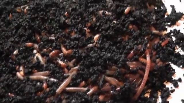 Как мы считали дендробену смотреть онлайн