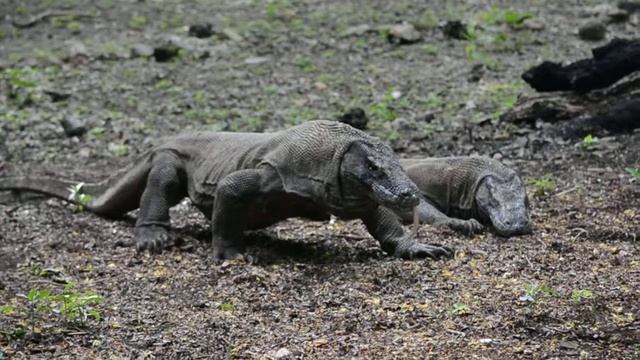 Комодский варан на острове Комодо / Komodo Dragon At Komodo Island