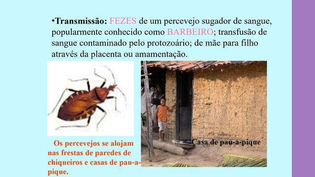 Reino Protista - 7º ano / Profa. Camila Santana смотреть онлайн