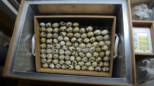 Инкубация как она есть и немного историй из жизни . смотреть онлайн