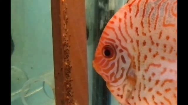 разведение дискусов, discus breeding смотреть онлайн