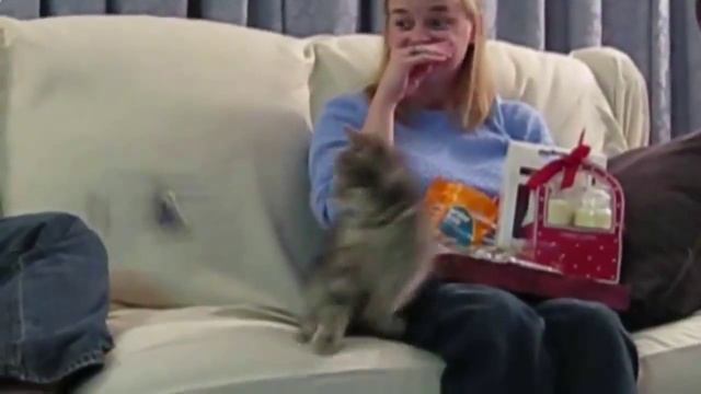 Пугливые коты) смотреть онлайн