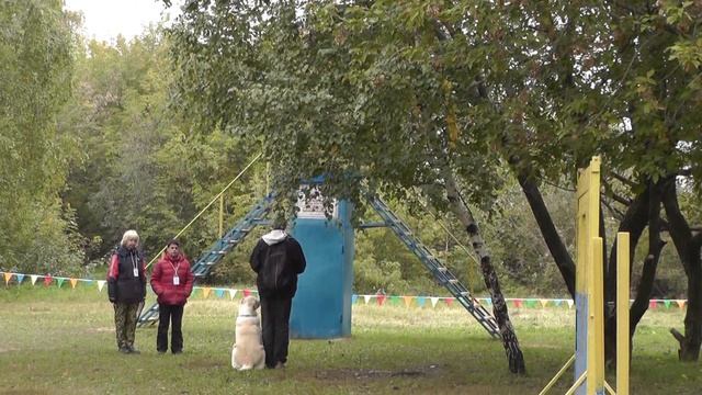 Спортивная дрессировка среднеазиатской овчарки смотреть онлайн