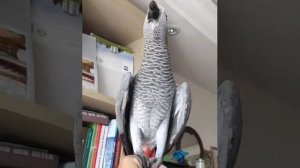 Девочка Жако интересно разговаривает