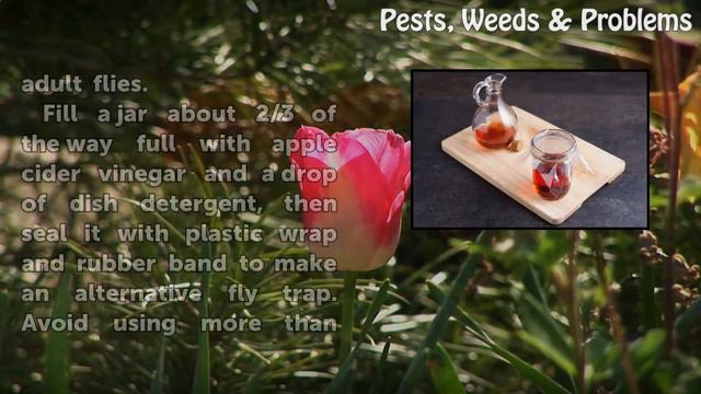 How to Make a Homemade Fruit Fly Trap смотреть онлайн