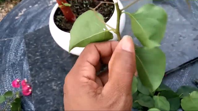 MUDA DE PRIMAVERA MUITO FÁCIL VEJA ESSA DICA SIMPLES E PRÁTICA смотреть онлайн