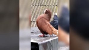 Голуби Курск