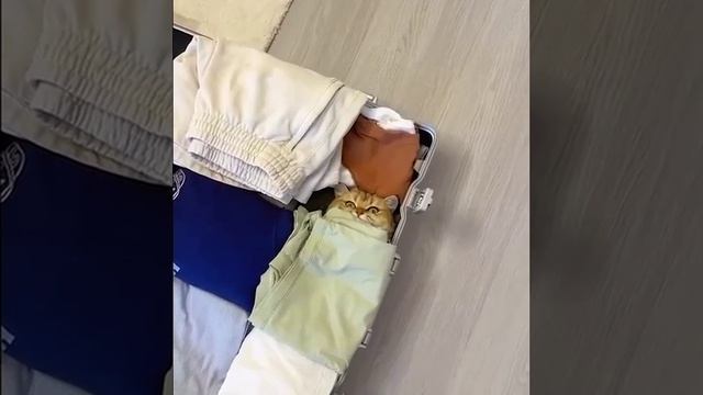 Теперь точно все собрал смотреть онлайн