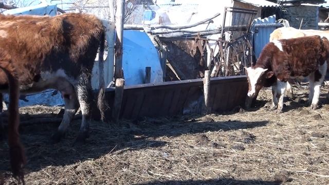 ВЛОГ ХОЗЯЙСТВО, легализация ДОХОДОВ блогеров -от 4 тыс в месяц смотреть онлайн