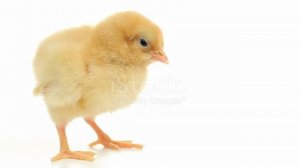 Лучший режим инкубации куриных яиц в бытовом инкубаторе ? Таблица инкубации цыплят ? Инкубация кур