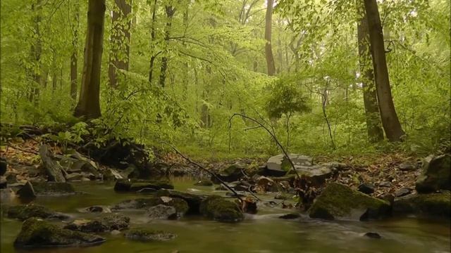 Музыка для сна | Звуки леса и воды | Relax | Звуки для сна и медитации смотреть онлайн