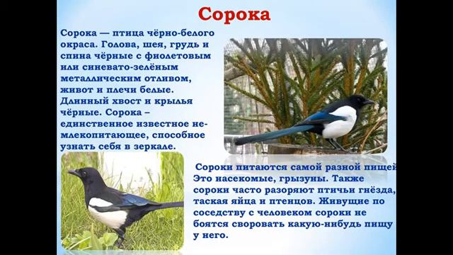 Виртуальный птиц-парад «Малиновки, синицы и другие птицы», посвященный Международному дню птиц