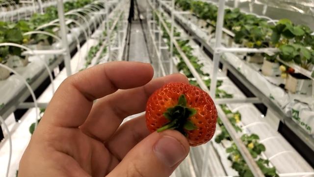 КЛУБНИКА GRODAN 6 НЕДЕЛЬ // ПЕРВАЯ ЯГОДА смотреть онлайн