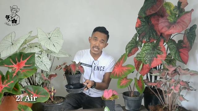 Tips supaya Caladium Menor, Cerah, Subur, Rimbun Bag 1 смотреть онлайн